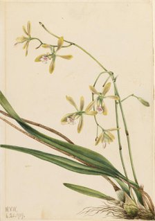 Tampa Epidendrum (Epidendrum tampense), 1919. Creator: Mary Vaux Walcott.