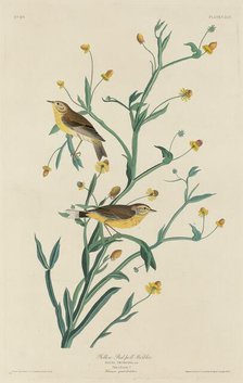 Yellow Red-Poll Warbler, 1832. Creator: Robert Havell.