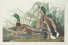 Mallard Duck, 1834. Creator: Robert Havell.
