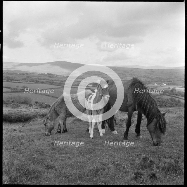 Wild ponies grazing, Cornwall, 1967-1970. Creator: Eileen Deste.