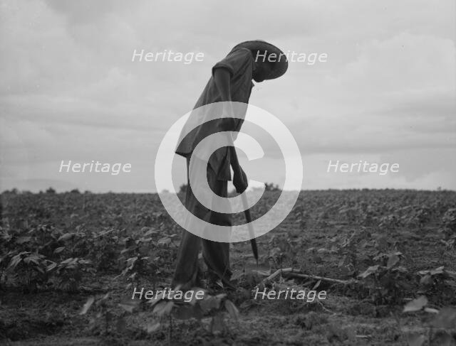 Negro hoeing cotton near Yazoo City, Mississippi, 1937. Creator: Dorothea Lange.