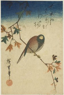 Bird on maple branch, 1830s-1840s. Creator: Ando Hiroshige.