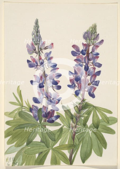 Lupine (Lupinus fornosus), 1935. Creator: Mary Vaux Walcott.