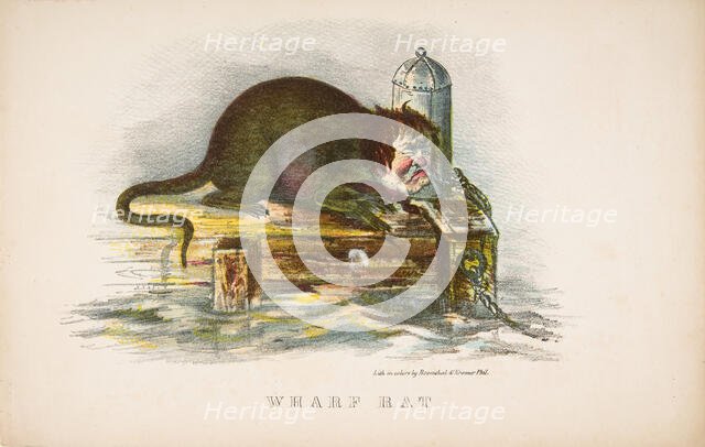 Wharf Rat, from The Comic Natural History of the Human Race, 1851. Creators: Henry Louis Stephens, L. Rosenthal.