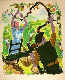 Apple picking, between 1939 and 1946. Creators: Central Office of Information, Percy Drake Brookshaw.