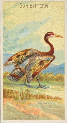 Sun Bittern, from the Birds of the Tropics series (N5) for Allen & Ginter Cigarettes Brands, 1889. Creator: Allen & Ginter.