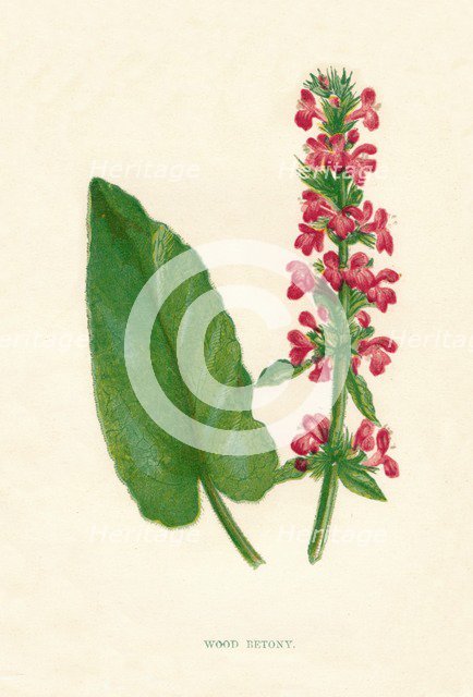 'Wood Betony', c1891, (1891). Artist: Anne Pratt.