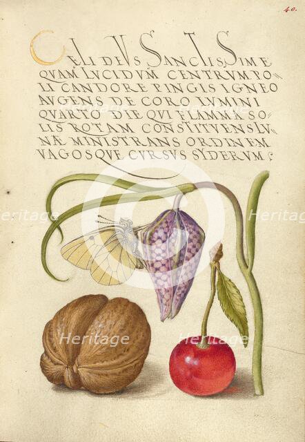 Butterfly, Snakeshead, English Walnut, and Sweet Cherry, 1561-1562; illumination added 1591-1596. Creator: Joris Hoefnagel.