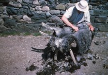 Shearing a sheep by hand, Lake District, c1960s. Artist: CM Dixon.