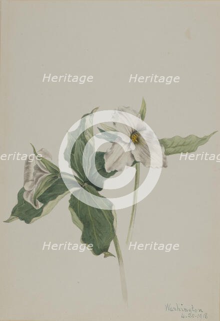 Wake-Robin (Trillium grandiflorum), 1918. Creator: Mary Vaux Walcott.