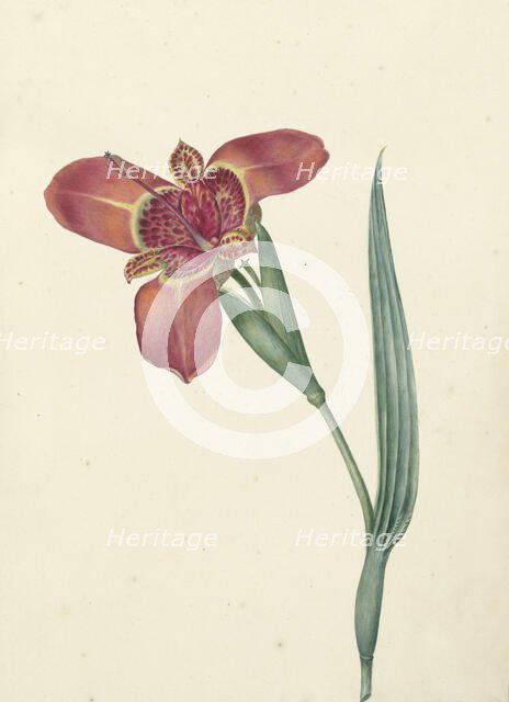 Flower named Ferraria Tigrina, 1817. Creator: CJ Kruimel.