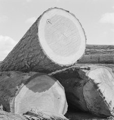 Logs piled in the mill yard, Keno, Klamath County, Oregon, 1939. Creator: Dorothea Lange.