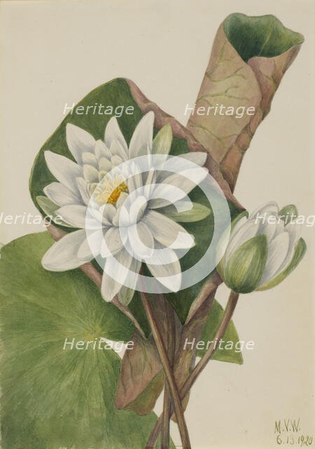 American Waterlily (Castalia odorata), 1920. Creator: Mary Vaux Walcott.