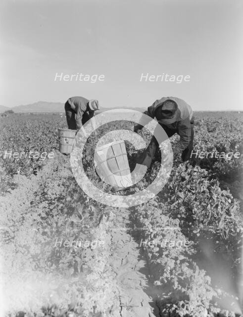 Pea pickers near Calipatria, California, 1939. Creator: Dorothea Lange.