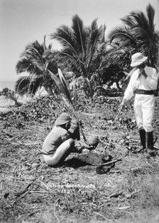 Planting coconuts, Solomon Island, Fiji, 1905. Artist: Unknown