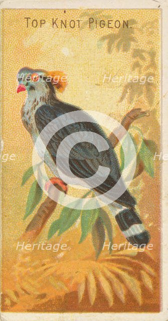Top Knot Pigeon, from the Birds of the Tropics series (N5) for Allen & Ginter Cigarettes B..., 1889. Creator: Allen & Ginter.
