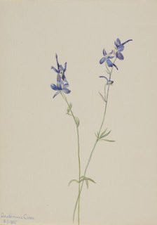 Blue Larkspur (Delphinium nuttallianum), 1905. Creator: Mary Vaux Walcott.