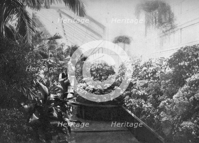 Interior of the White House greenhouse, Washington DC, USA, 1908. Artist: Unknown