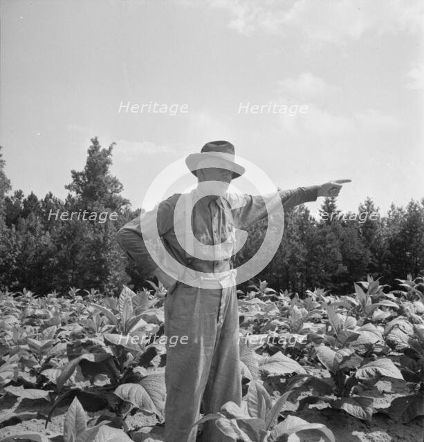 Tobacco farmer, owner of 100 acres, Person County, North Carolina, 1939. Creator: Dorothea Lange.