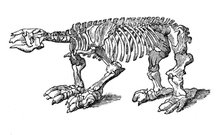 Skeleton of Megatherium, extinct giant ground sloth, 1833.Artist: Jackson