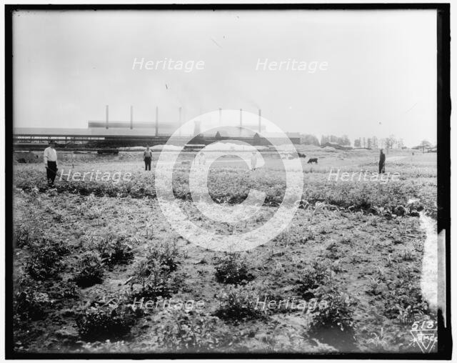 War Garden Commission, between 1910 and 1920. Creator: Harris & Ewing.