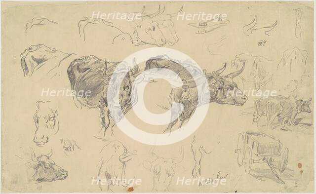 Studies of Oxen, late 19th century. Creator: Walter Shirlaw.