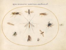 Plate 60: Flies and Other Insects, c. 1575/1580. Creator: Joris Hoefnagel.