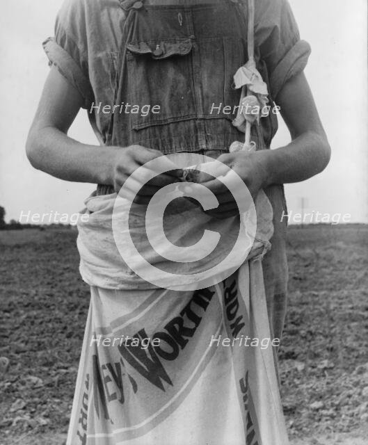 Farm boy with sack full of boll weevils...off of cotton plants, Macon County, Georgia, 1937. Creator: Dorothea Lange.