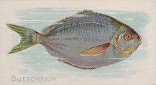 Butterfish, from the Fish from American Waters series (N8) for Allen & Ginter Cigarettes B..., 1889. Creator: Allen & Ginter.