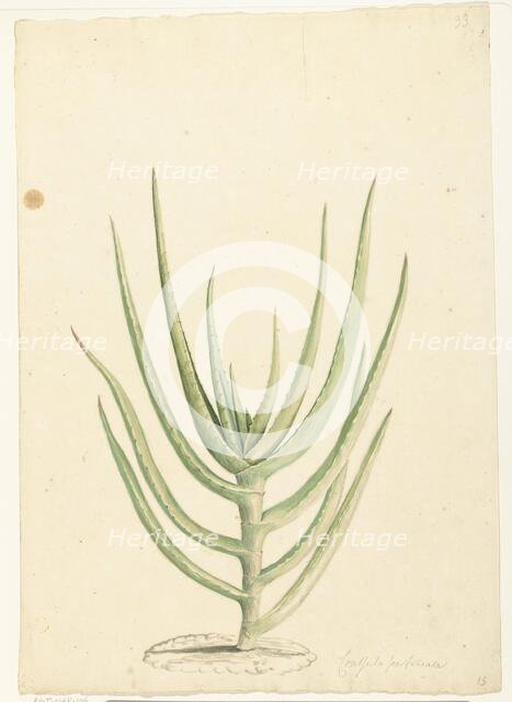 Crassula perfoliata, 1668-1729. Creator: Vincent Laurentz van der Vinne I.