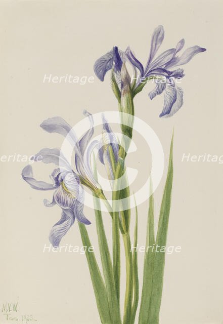 Western Blue Flag (Iris missouriensis), 1933. Creator: Mary Vaux Walcott.