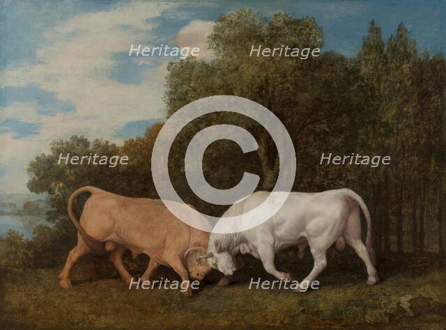 Bulls Fighting, 1786. Creator: George Stubbs.