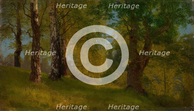 Study of a Wood, probably 1848. Creator: Herman August Cappelen.