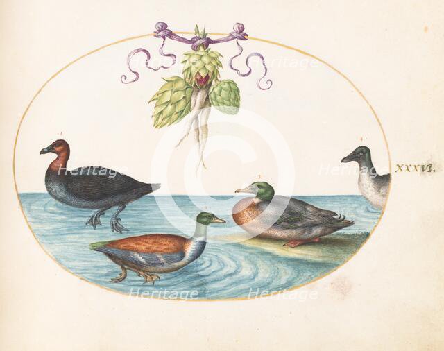 Animalia Volatilia et Amphibia (Aier): Plate XXXVI, c. 1575/1580. Creator: Joris Hoefnagel.