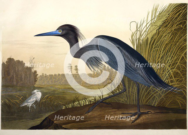 Blue Crane or Heron, Ardea Coerulea, 1845.