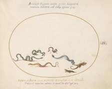 Animalia Qvadrvpedia et Reptilia (Terra): Plate LIX, c. 1575/1580. Creator: Joris Hoefnagel.
