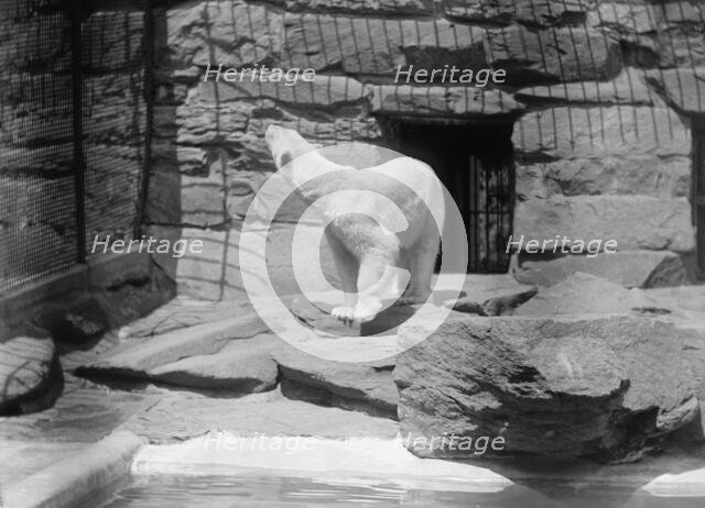 Zoo, Washington, D.C.: Bears, 1916. Creator: Harris & Ewing.