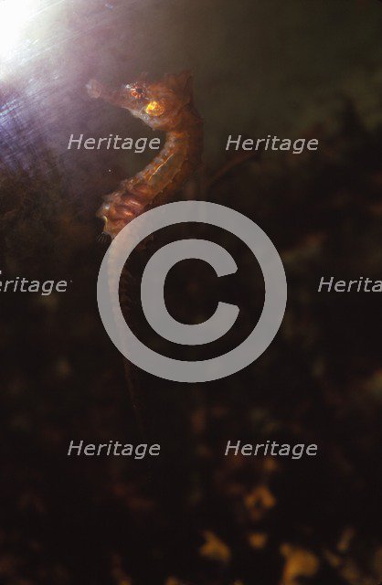 Seahorse, (Hippocampus), 20th century. Artist: CM Dixon.