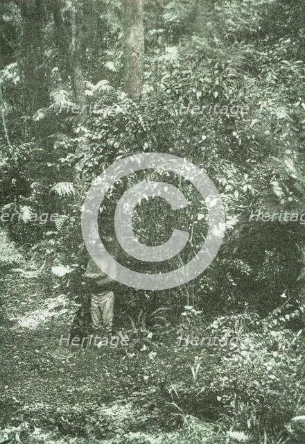 ''Un coin de brousse (bush) dans Natal; Afrique Australe', 1914. Creator: Unknown.