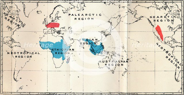 'Lemuroidea - I. Map, Showing the distribution of Living (Blue) and Fossil (Red)', 1897. Artist: Unknown.