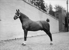 Horse Shows - Mclean Horses, 1912. Creator: Harris & Ewing.