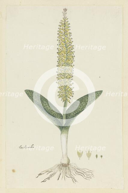 Lachenalia arbuthnotiae W.F. Barker (Hyacinth), 1777-1786. Creator: Robert Jacob Gordon.
