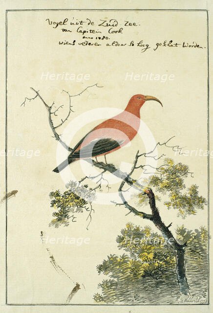 Vestiaria coccinea (Iiwi or Scarlet Hawaiian honeycreeper), 1778. Creator: John Webber.