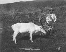 Eskimo and captured reindeer, c1912. Creator: Lomen Brothers.