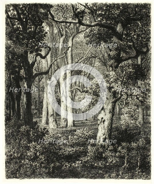 Old Oaks at Bas Bréau, c. 1865. Creator: Adolphe Martial Potemont.