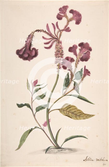 Study of a Hanekam (Celosia argentea), n.d.. Creator: Alida Withoos.