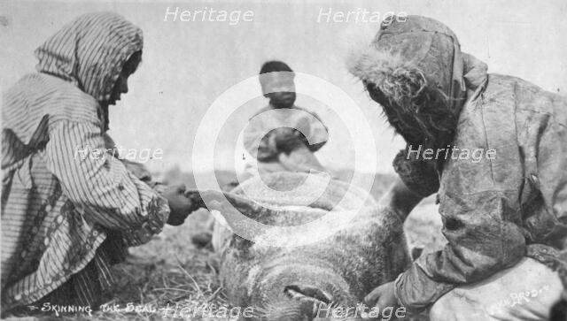 Eskimos skinning a seal, between c1900 and c1930. Creator: Unknown.
