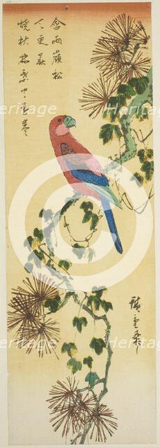 Macaw on ivy-covered pine branch, n.d. Creator: Ando Hiroshige.