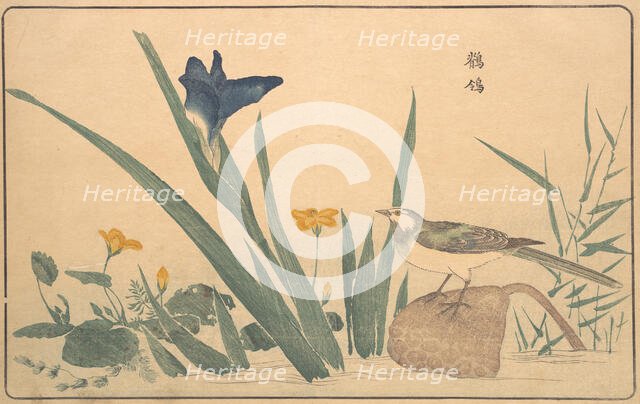 The Pied Wagtail, 1789. Creator: Kitao Masayoshi.