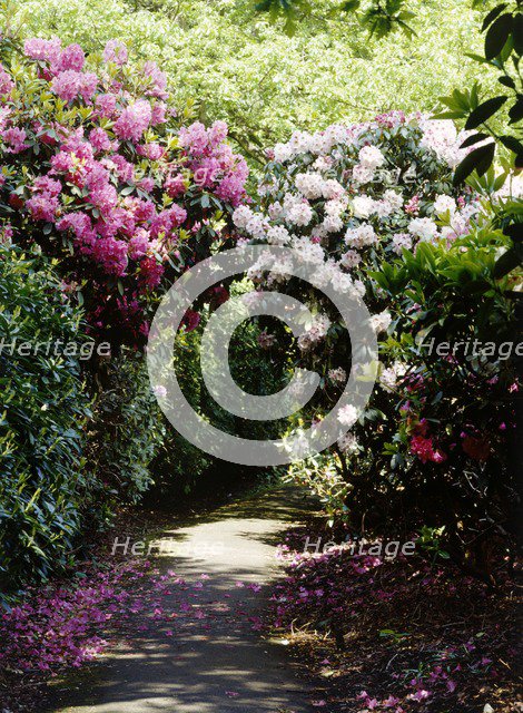 Rhododendrons lining a path in the gardens of Kenwood House, Hampstead, London, c1990-c2010. Artist: Nigel Corrie.